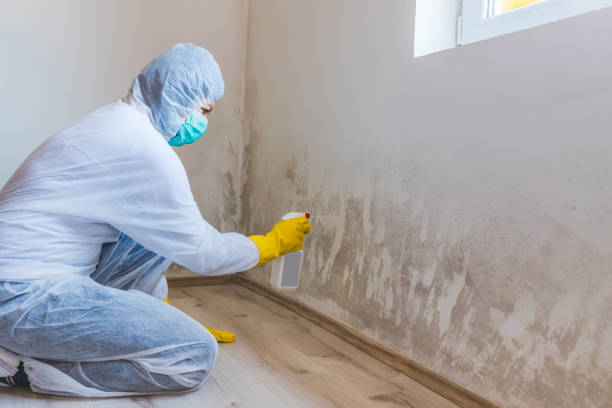 Licensed Mold Remediation service in Washington, VA - Mold Remediation HQ